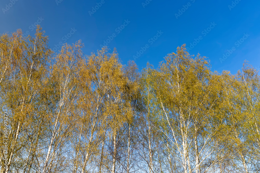 birch trees in the spring season with a lot of earrings during blooming