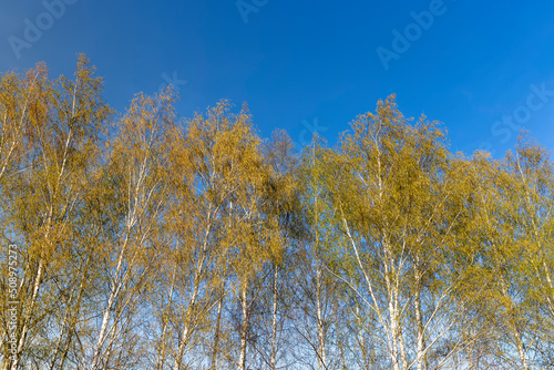 birch trees in the spring season with a lot of earrings during blooming