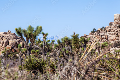 Rock Seen through Joshua Tree