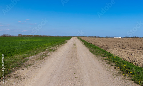 grass and other plants grow in a field with a dirt road