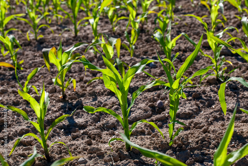agricultural field with corn in soil and mud agricultural field with corn in soil and mud