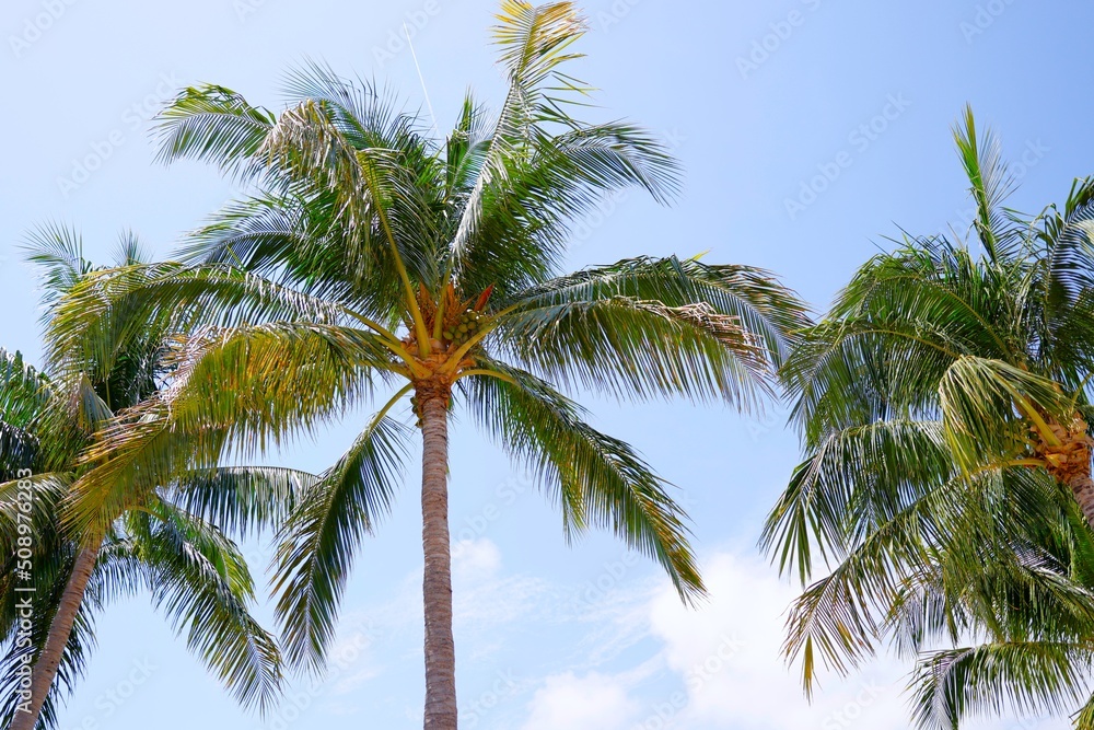 Palm trees in south of Florida Miami Beach tall reaching into blue sky 