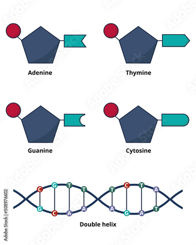 General concept of DNA structure. DNA nucleotids as bases: adenine, cytosine, guanine and thymine.
