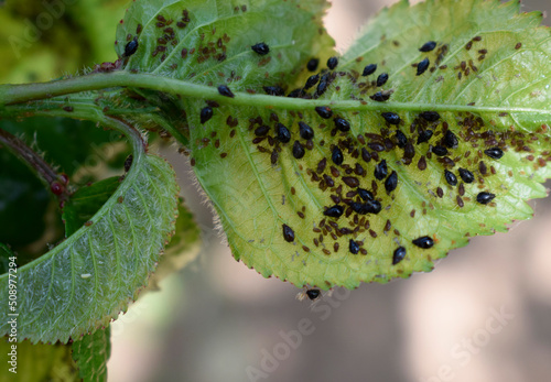 The black aphid has attacked the leaves of the cherry fruit tree. Black aphid damage and colonization.