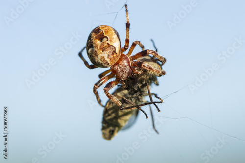 spider krestovik caught a gadfly photo