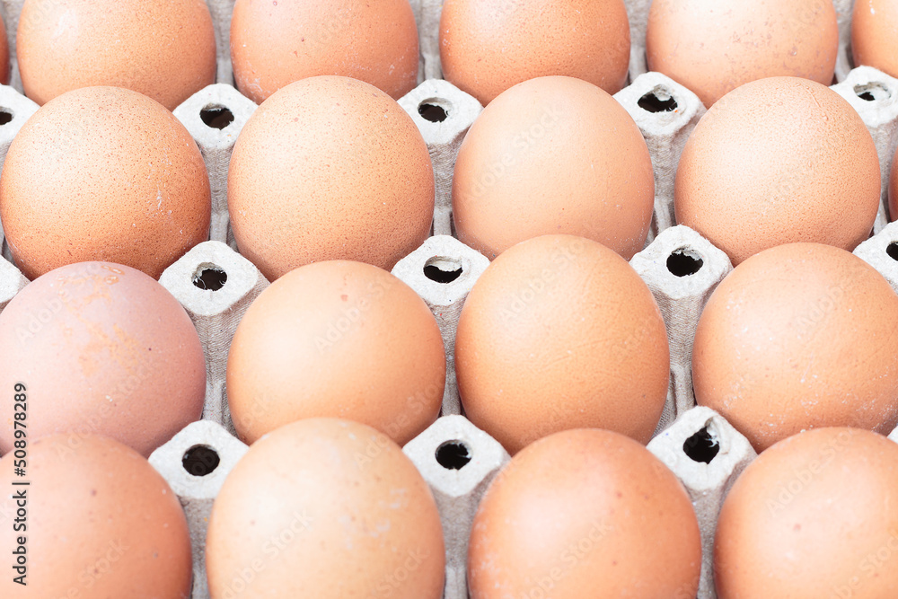eggs in cardboard egg panels eggs in cardboard egg panels