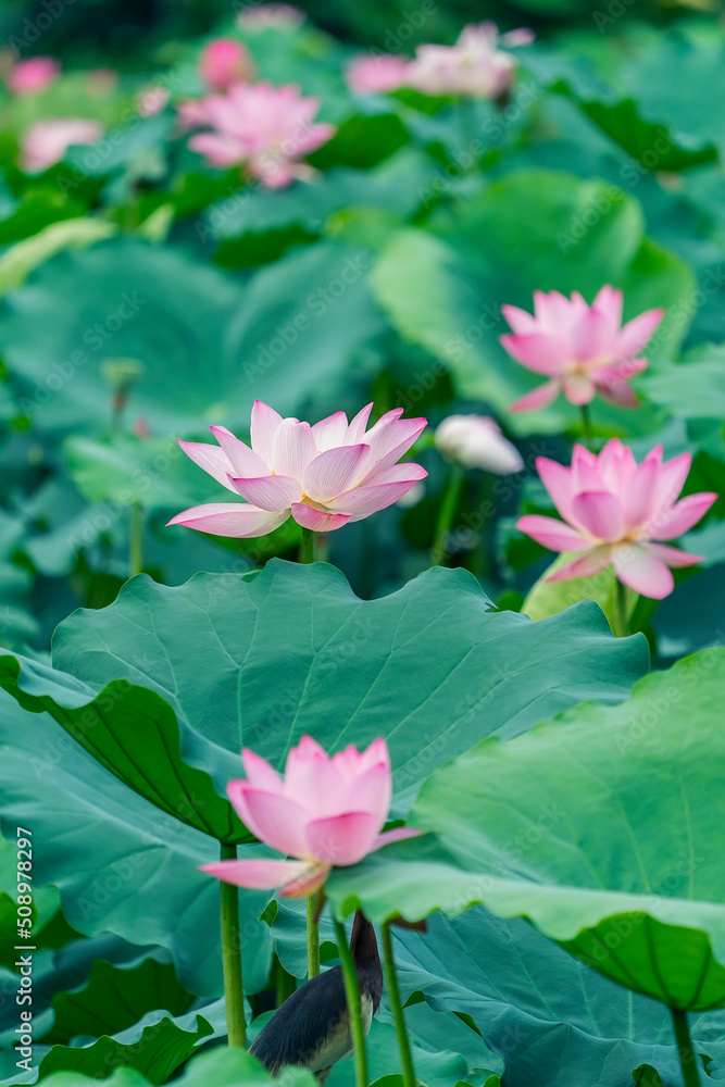Lotus flower plants in garden pond Lotus flower plants in garden pond