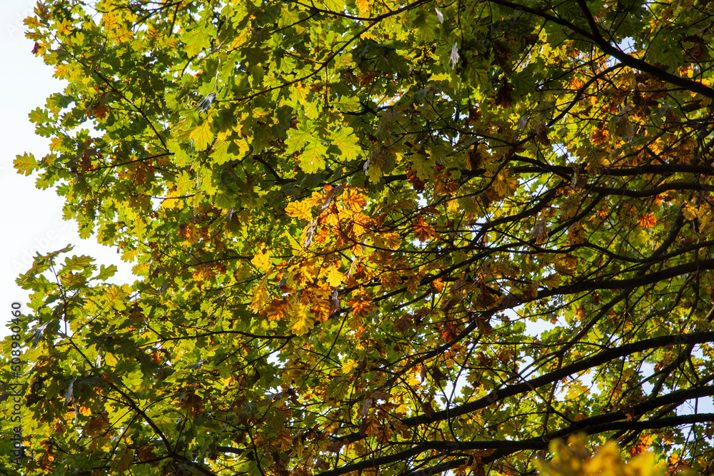 oak foliage turning yellow in autumn during leaf fall oak foliage turning yellow in autumn during leaf fall