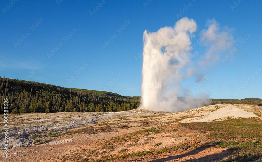 Old Faithful Geyser erupting on a sunny day with blue sky. Geothermal activity in the Yellowstone National Park, Wyoming, USA. Volcanic landscape on a sunny day. Old Faithful Geyser erupting on a sunny day with blue sky. Geothermal activity in the Yellowstone National Park, Wyoming, USA. Volcanic landscape on a sunny day.