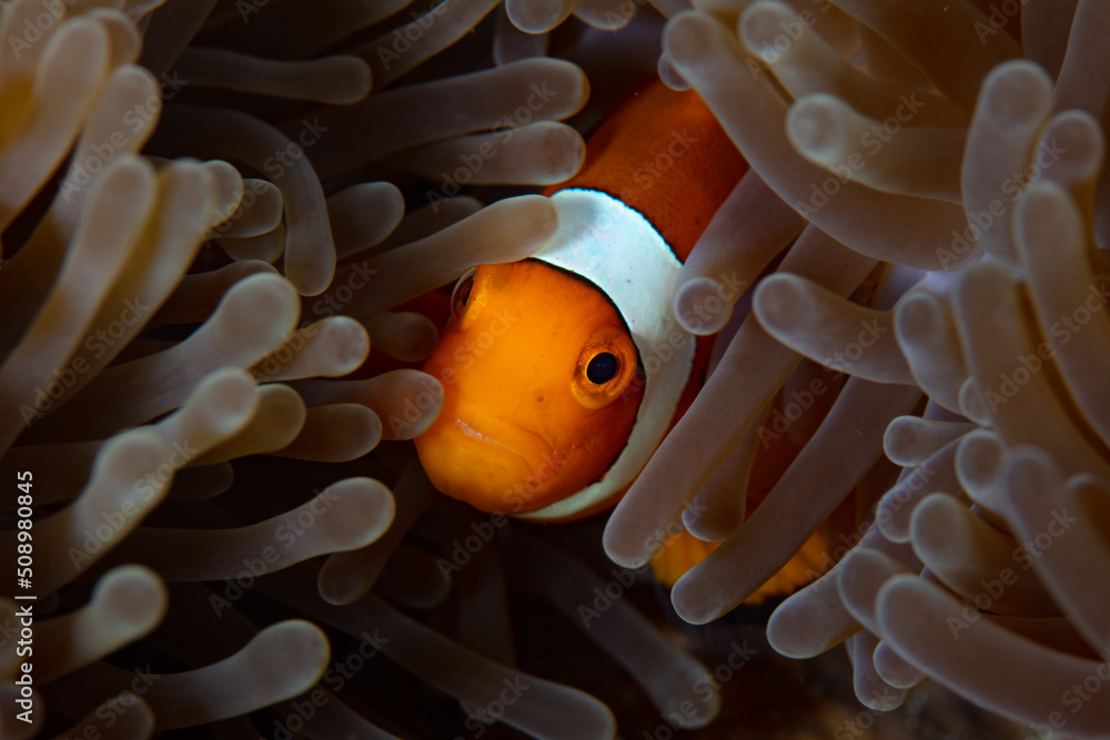 Φωτογραφία A False anemonefish, Amphiprion ocellaris, hides amongst the tentacles of its host anemone on a coral reef in Indonesia