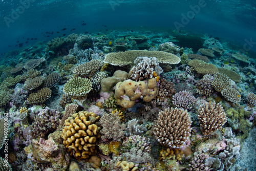 A healthy coral reef grows along the edge of a remote island in Wakatobi National Park, Indonesia. This tropical region is has some of the greatest marine biodiversity on Earth. 