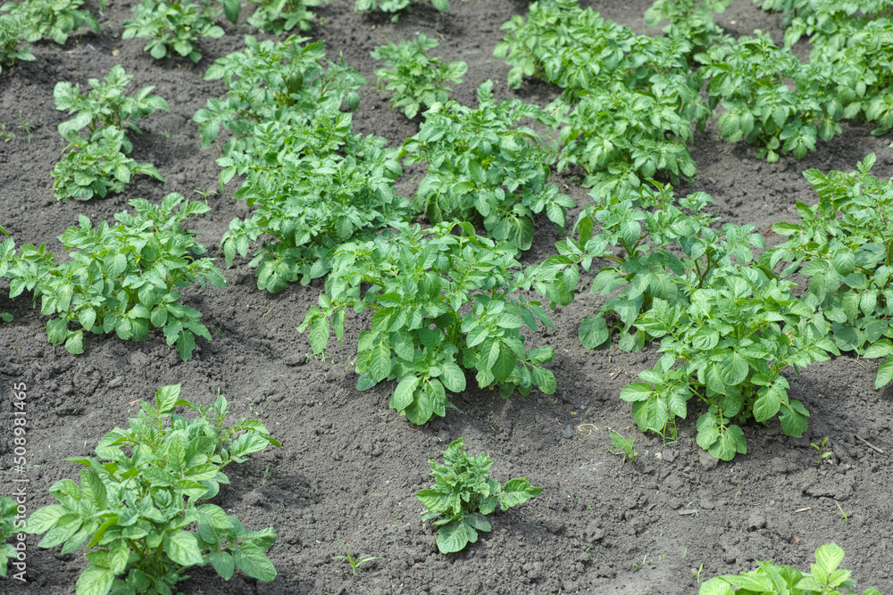 A field with some potato plants on a sunny day A field with some potato plants on a sunny day