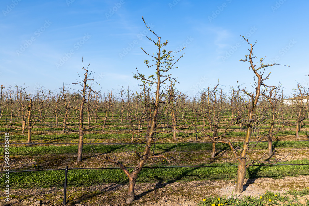 orchard with apple trees to harvest apples orchard with apple trees to harvest apples
