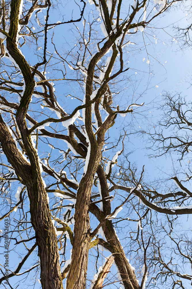 Fototapeta premium deciduous trees covered with snow in winter