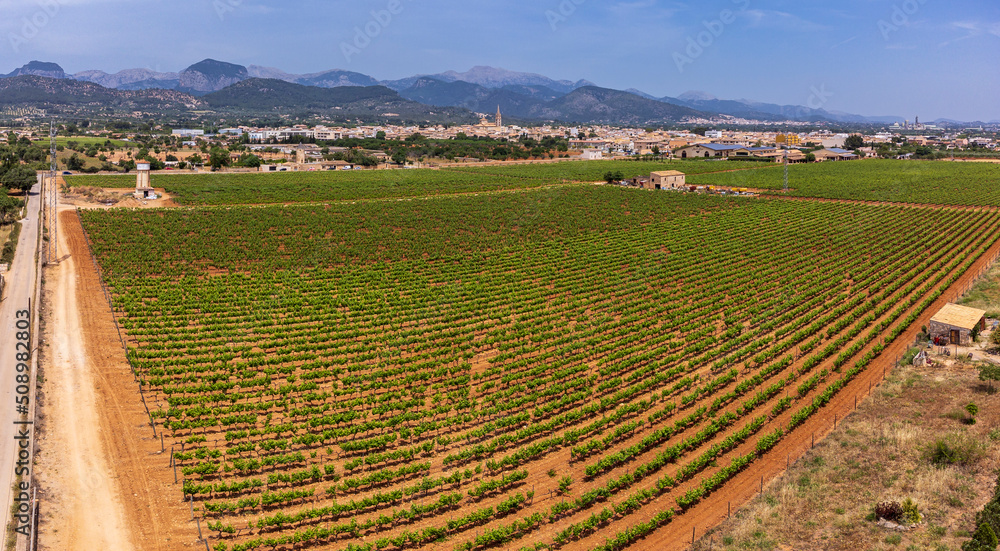 spring vineyard field, wineries José L. Ferrer, Binissalem, Majorca, Balearic Islands, Spain