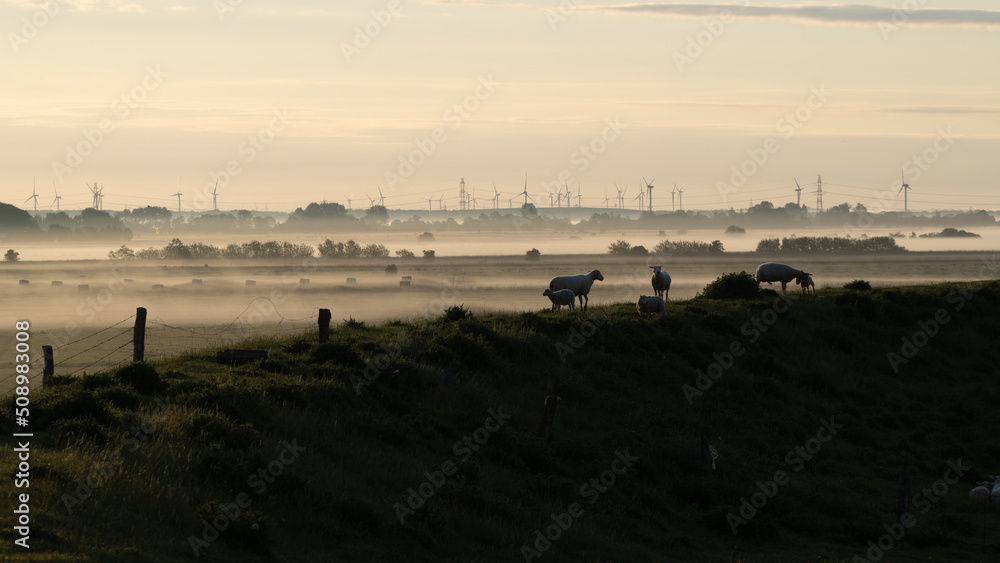 mornig dust behind some happy sheeps in a beautiful landscape in Friesland