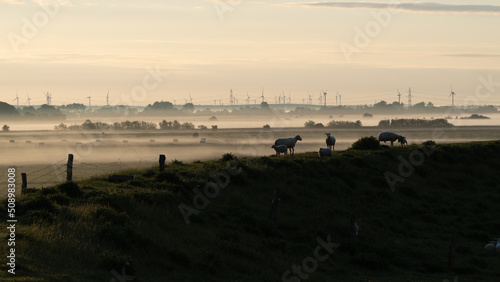 mornig dust behind some happy sheeps in a beautiful landscape in Friesland photo