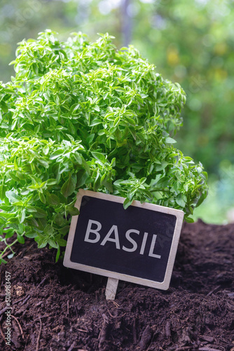Basil culinary herb, aromatic plant and text label. Great or sweet basil in soil, close up.