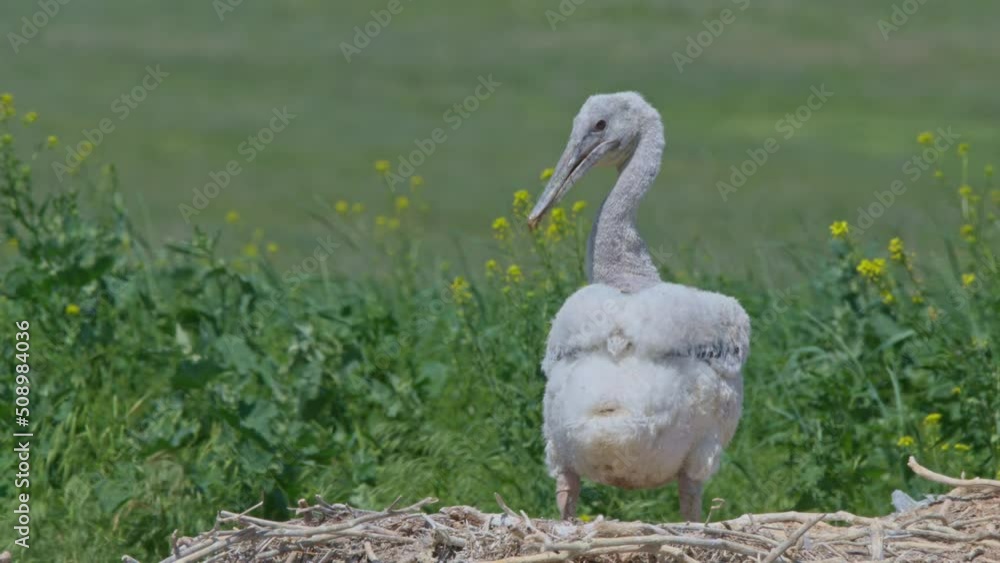 Young Dalmatian pelican or Pelecanus Crispus in a wild. 4K slow motion Young Dalmatian pelican or Pelecanus Crispus in a wild. 4K slow motion