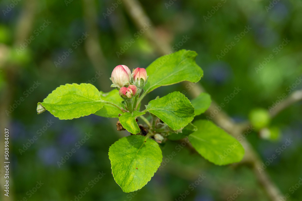 Malus domestica borkh apple blossom
Malus domestica borkh apple blossom