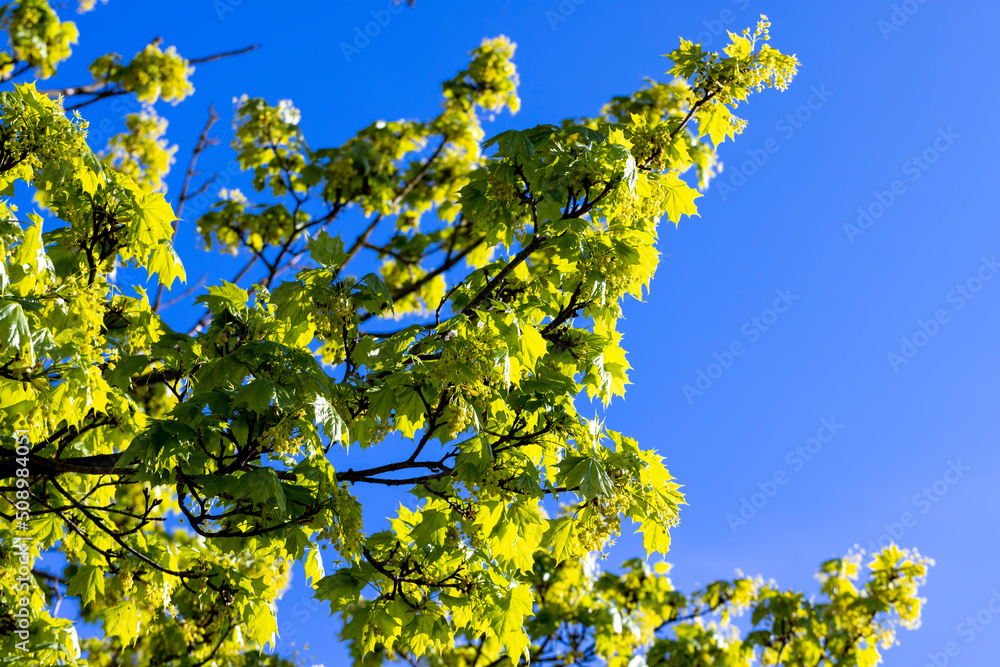 the young foliage of the maple tree in the spring season the young foliage of the maple tree in the spring season