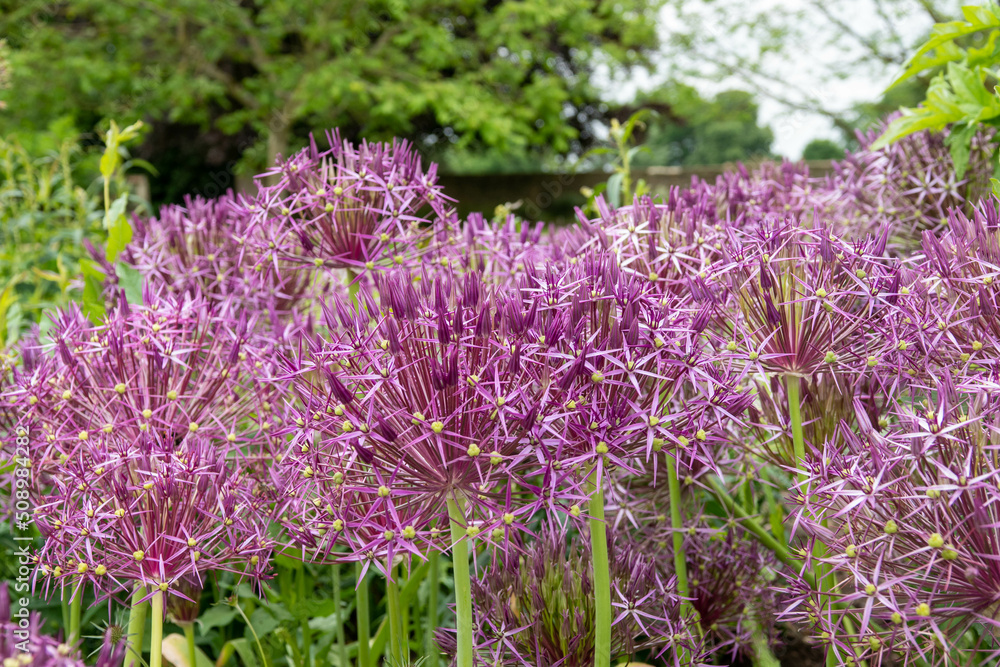 Obraz premium beautiful purple flowers of black garlic allium nigrum