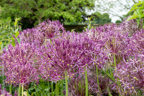 beautiful purple flowers of black garlic allium nigrum