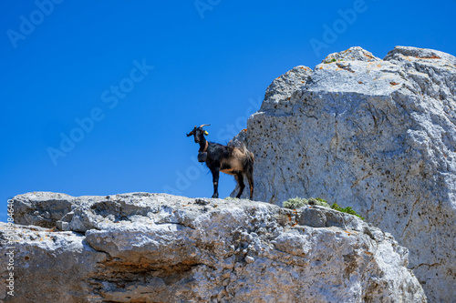Black domestic goat in Greece