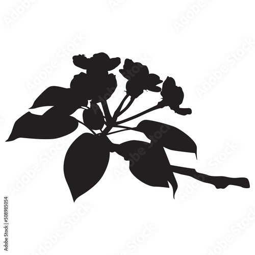 Pear blossom. Flowering pear tree branch, blooming spring nature, vector.