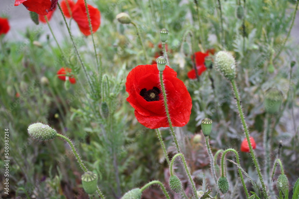Fototapeta premium red poppy in the field