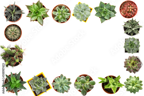 Frame made of many succulents on white background, top view
