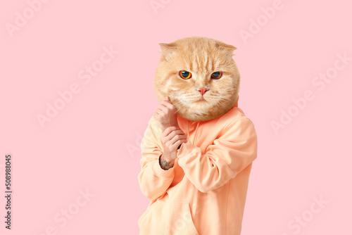 Funny Scottish fold cat wit...
