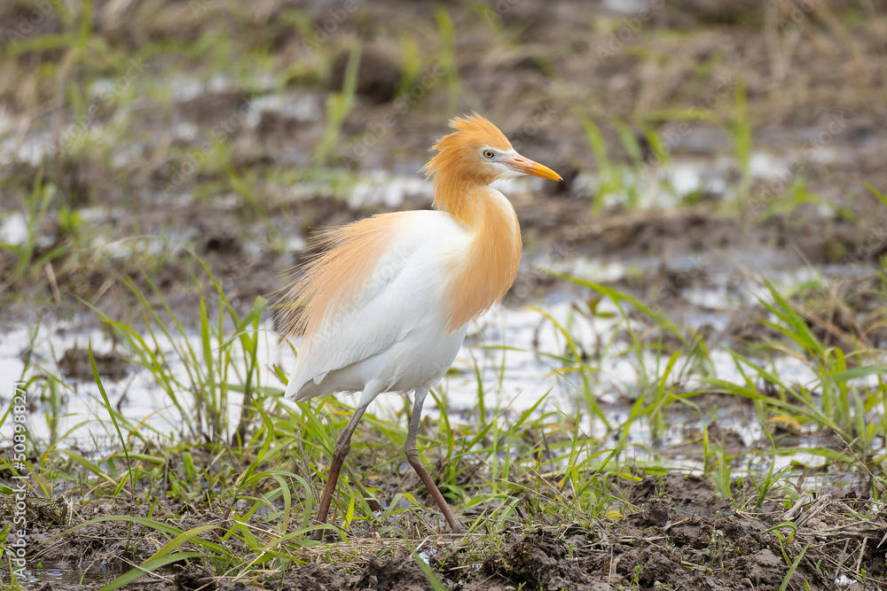 Obraz premium 風に耐えるアマサギ