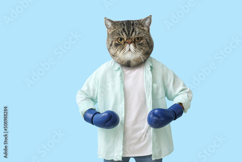 Φωτογραφία Funny exotic shorthair cat with human body in boxing gloves on light blue backgr