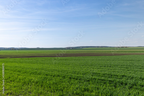 agricultural field where green unripe wheat grows