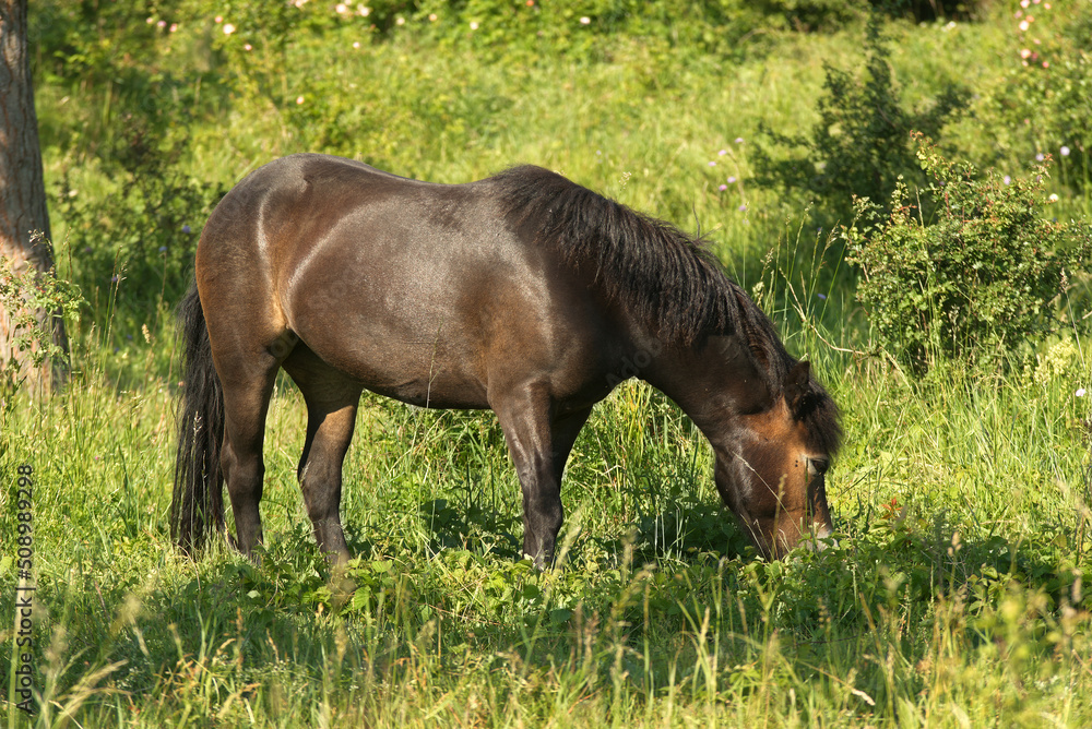 Exmoor pony, black wild mare horse on a meadow in the in summer. Exmoor pony, black wild mare horse on a meadow in the in summer.