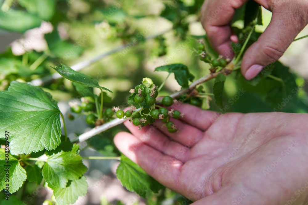 gardener's hand holds unripe currant berries gardener's hand holds unripe currant berries