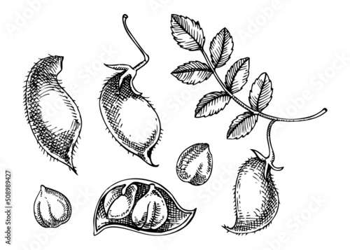 Vector chickpeas illustration. Agricultural plant with leaves, pods, beans drawings. Hand drawn ingredient for humus. Vegan food drawings. Asian cuisine sketches set