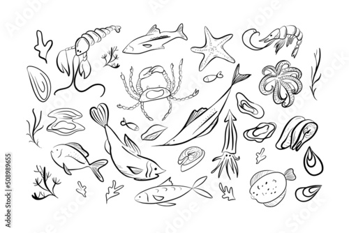 Seafood hand drawn vector illustration. Crabs, lobsters, shrimps, oysters, mussels, squids. Vintage template. Fish and seafood restaurant menu, flyer, map, business promotion. © BigJoy