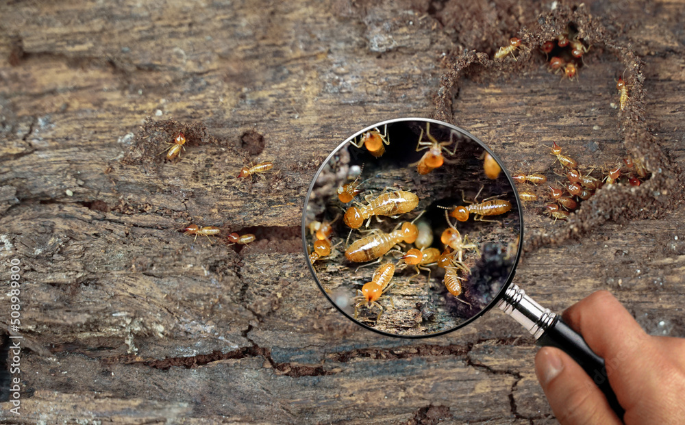 Εκτύπωση καμβά Termite Workers, Small termites, Work termites walk in the nest