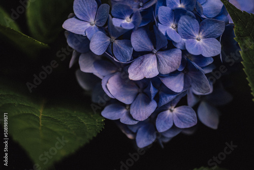 Hydrangeas 