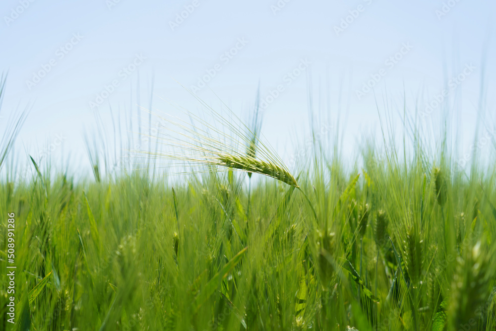 Wheat field, close up, selective focus. Agricultural scene in Russia. Cereal plantation.