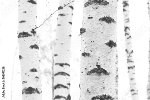 Young birches with black and white birch bark in winter in birch grove against background of other birches