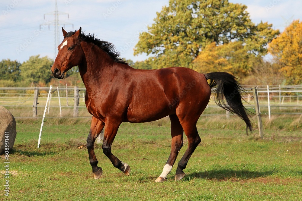 brown quarter horse is running on the paddock brown quarter horse is running on the paddock