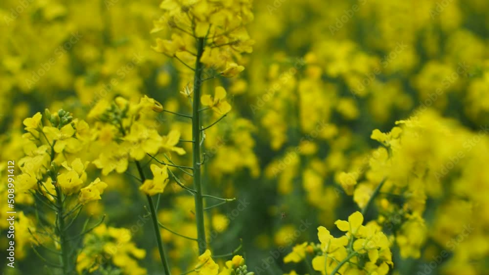 Farmers planted crops. Rapeseed fields bloom and grow beautifully Farmers planted crops. Rapeseed fields bloom and grow beautifully