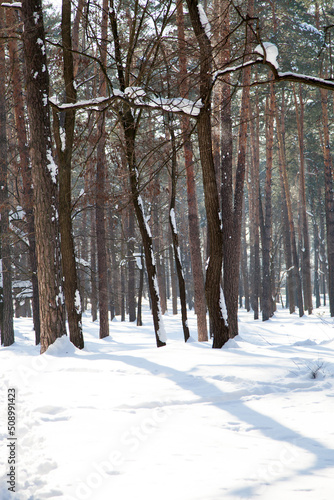 Vertical view with forest shadows on snow surface and sparse trees on background © ReyRomMedia
