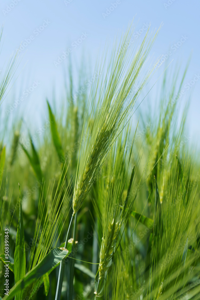 Wheat field, close up, selective focus. Agricultural scene in Russia. Cereal plantation. Wheat field, close up, selective focus. Agricultural scene in Russia. Cereal plantation.