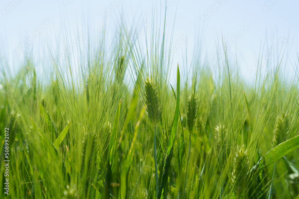 Wheat field, close up, selective focus. Agricultural scene in Russia. Cereal plantation. Wheat field, close up, selective focus. Agricultural scene in Russia. Cereal plantation.