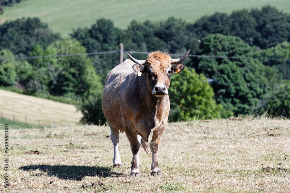 French Aubrac cow . Curious cow staring at the photographer French Aubrac cow . Curious cow staring at the photographer