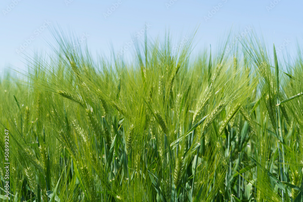 Wheat field, close up, selective focus. Agricultural scene in Russia. Cereal plantation. Wheat field, close up, selective focus. Agricultural scene in Russia. Cereal plantation.
